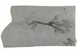Crinoid (Dendrocrinus) Fossil - Rochester Shale, New York #197399-1